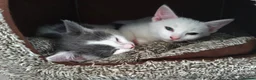 Mixed Breed cats for sale: 2 mixed breed kittens for rehoming - Advert 6
