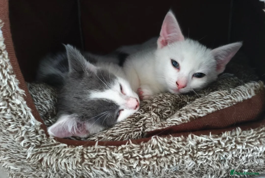 Mixed Breed cats for sale: 2 mixed breed kittens for rehoming - Advert 6