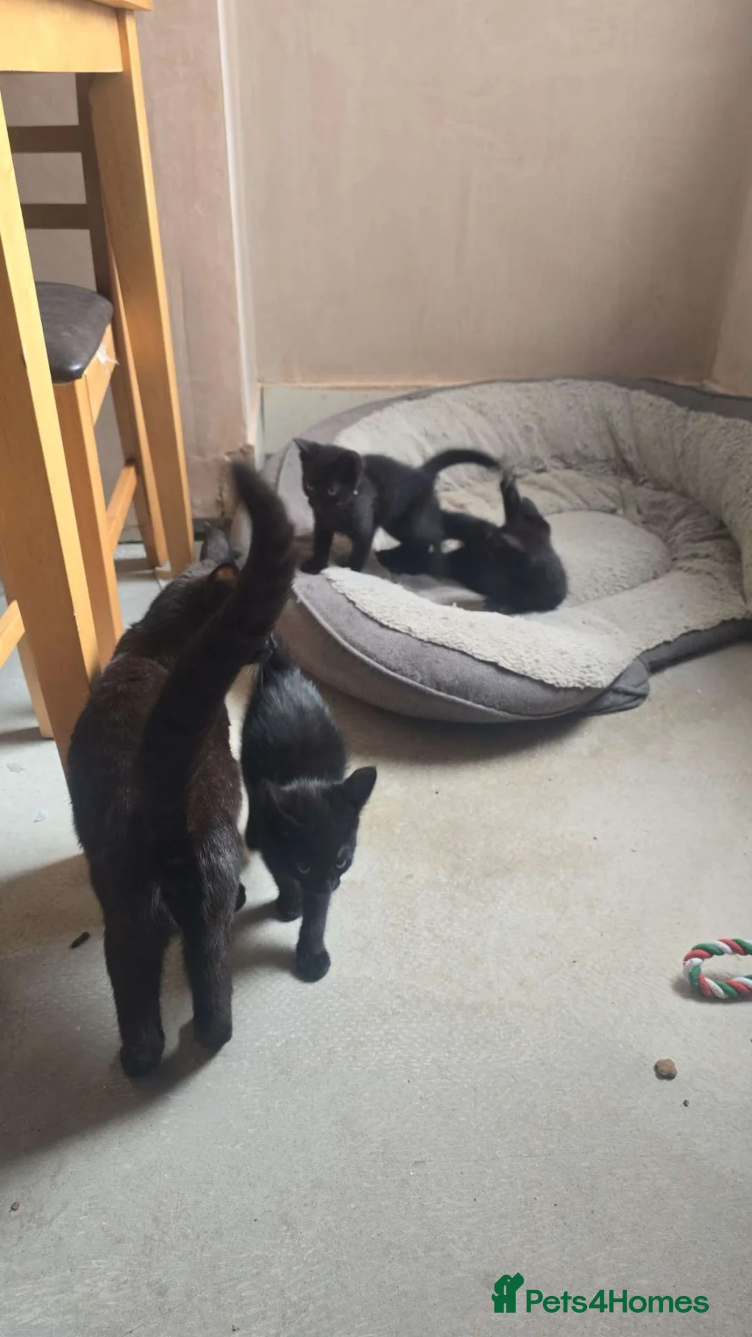 Mixed Breed cats for sale: Kittens in Gillingham - Advert 8