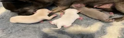 Chihuahua dogs for stud: KC reg-Health tested-PROVEN  - Advert 16