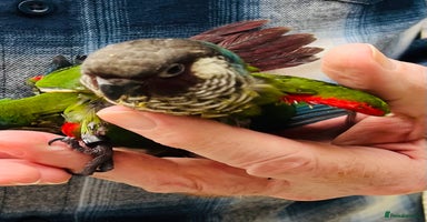 Conures birds - Advert 10