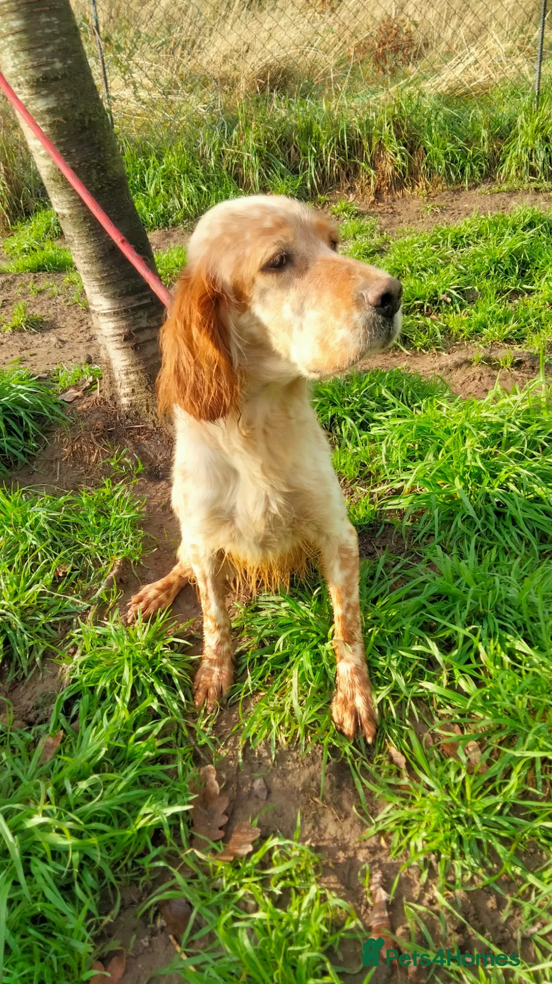 English Setter dogs for adoption: Ali   - Advert 4