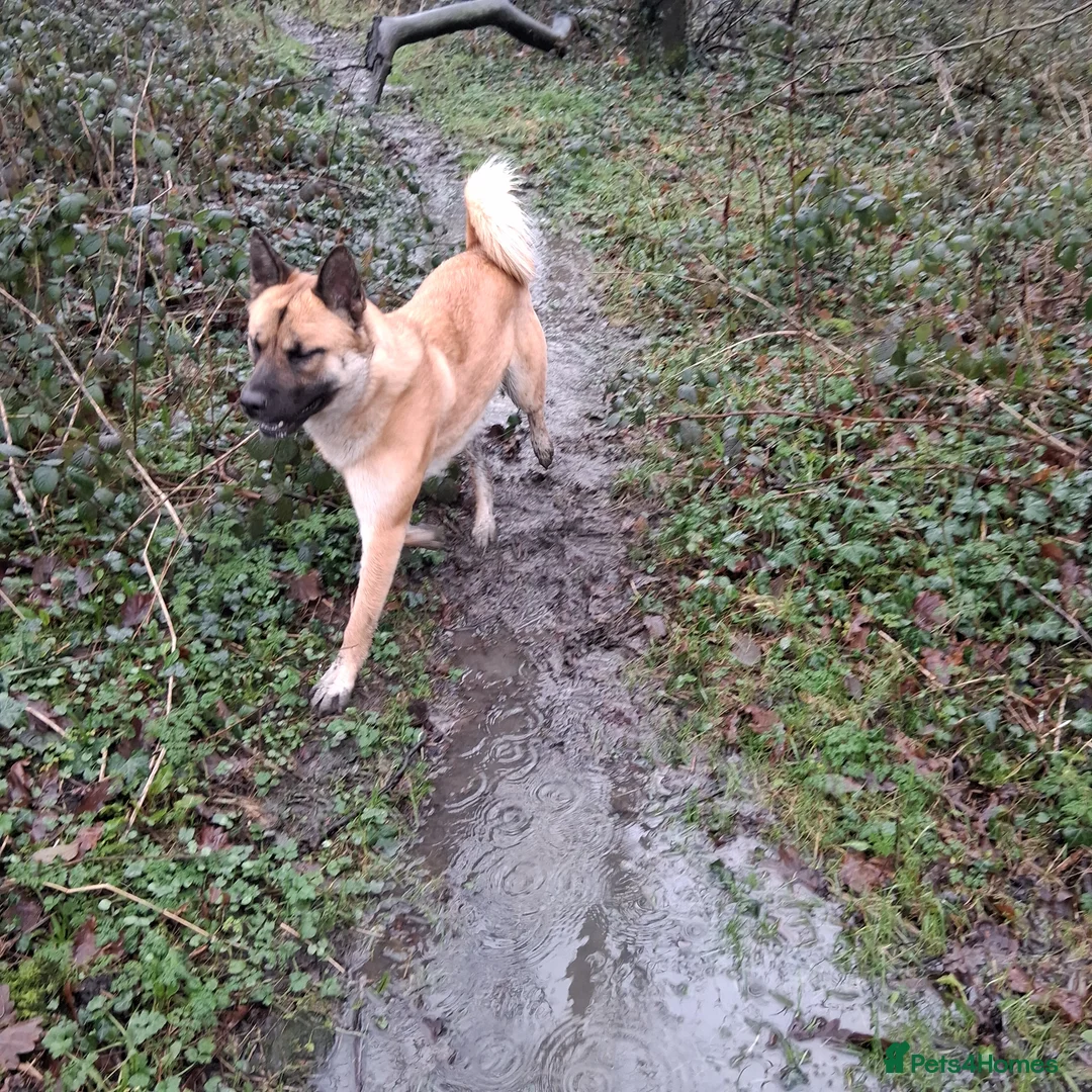 Mixed Breed dogs for sale: Mother akita x chow father beligum malamute  - Advert 2