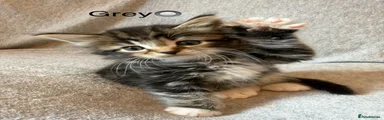 Mixed Breed 3