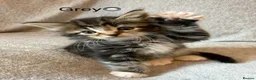 Mixed Breed cats for sale: Adorable Fluffy Tabby Kittens Ready For New Home!! in Skelmersdale - Advert 11