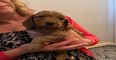 Cockapoo dogs - Advert 2