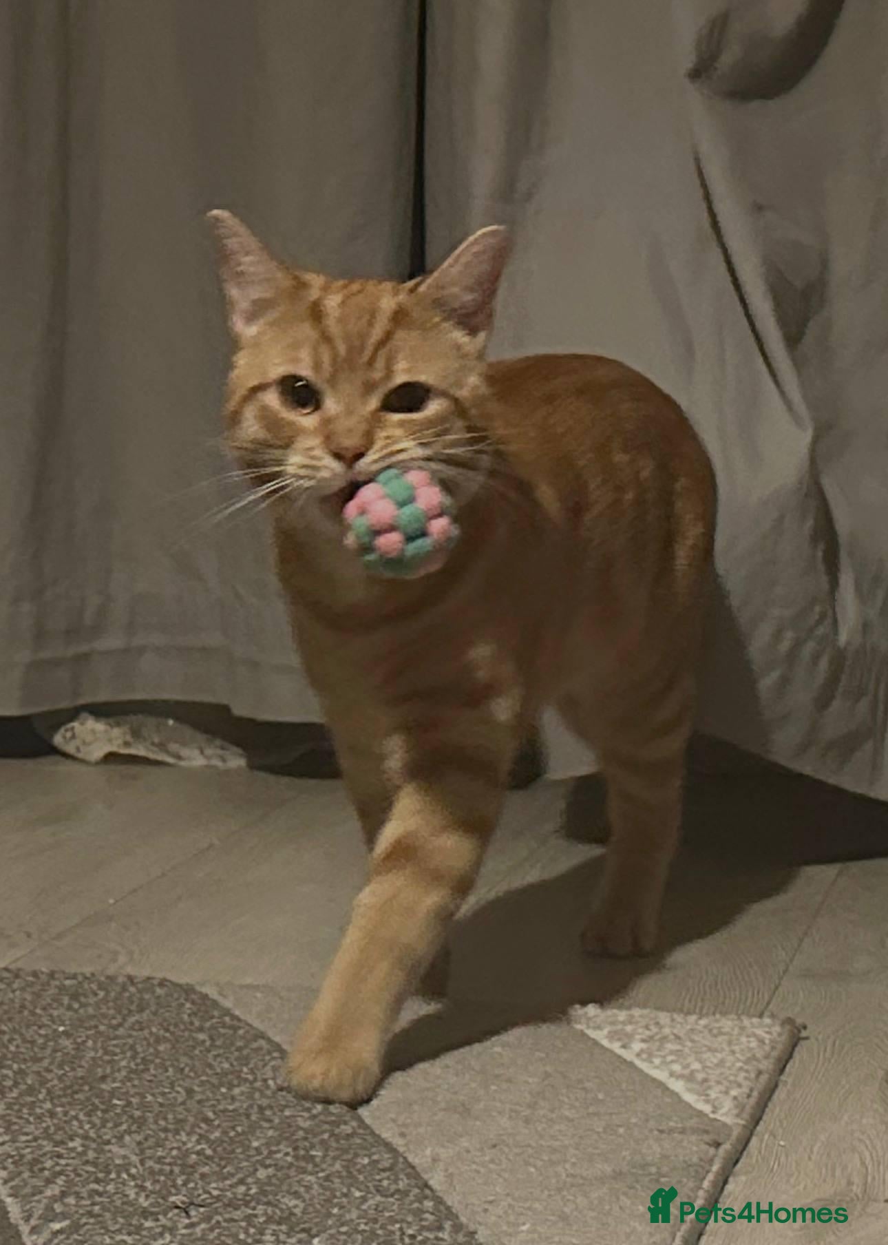 Mixed Breed cats Bubu – Playful Bengal x British Shorthair Boy - Advert 4