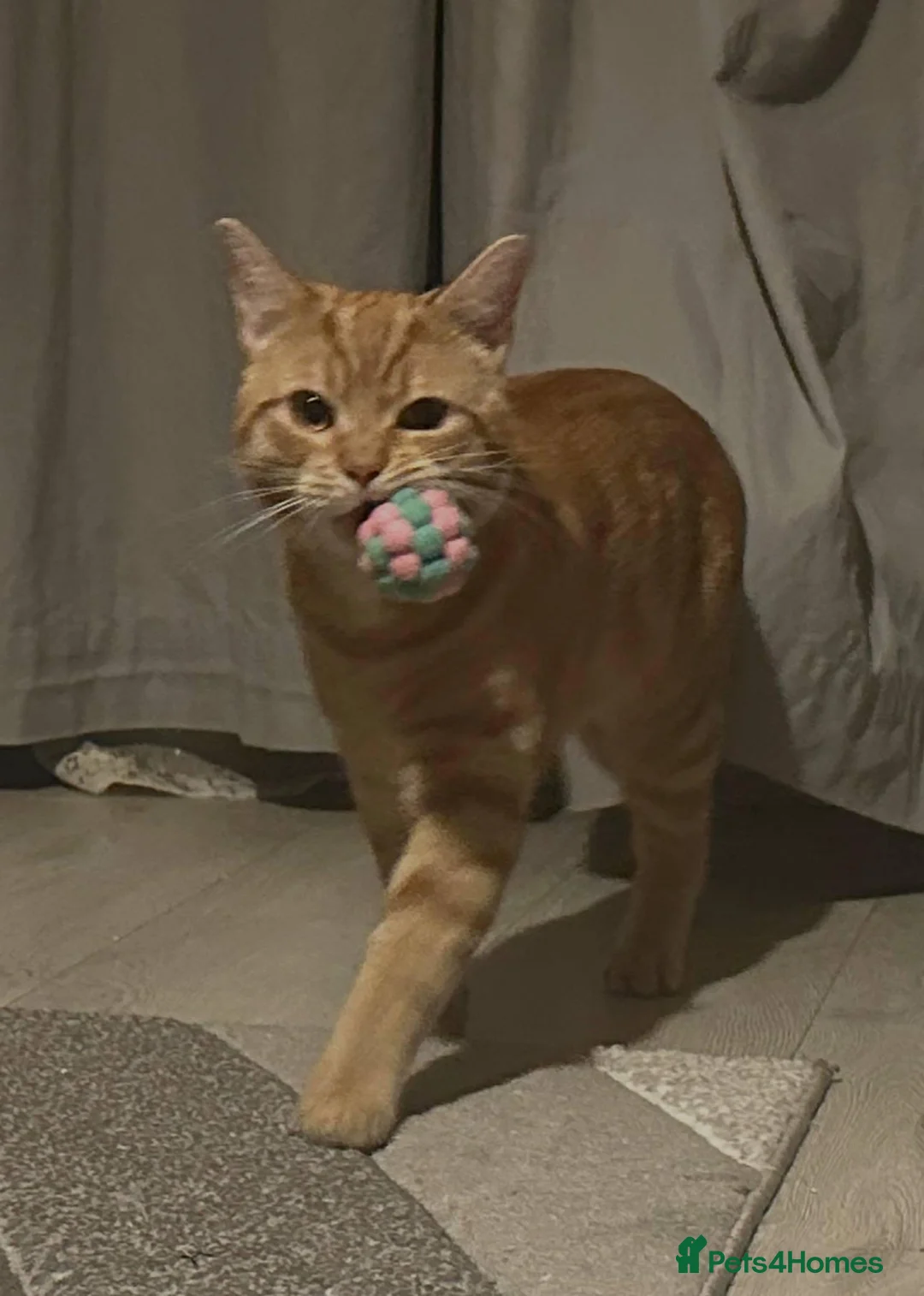 Mixed Breed cats for sale: Bubu – Playful Bengal x British Shorthair Boy - Advert 1