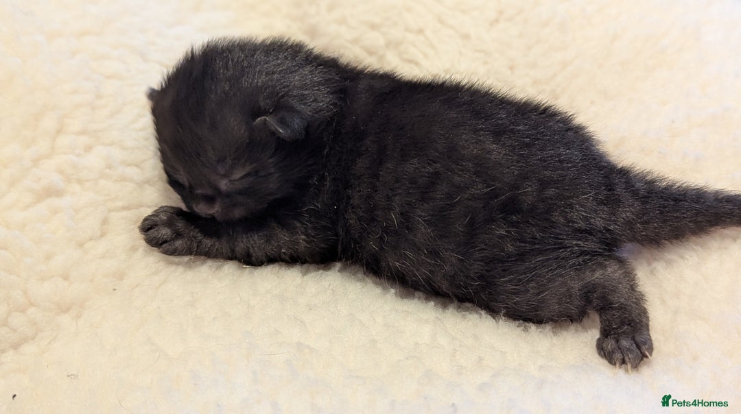 Mixed Breed cats for sale: Beautiful litter of kittens - Image 21