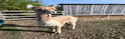 Alpaca livestock for sale: BAS registered male Alpaca for sale - Advert 8