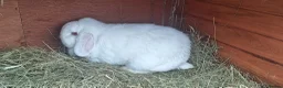 Mini Lop rabbits for sale: Mini lop REW pure breed female  in Luton - Advert 1