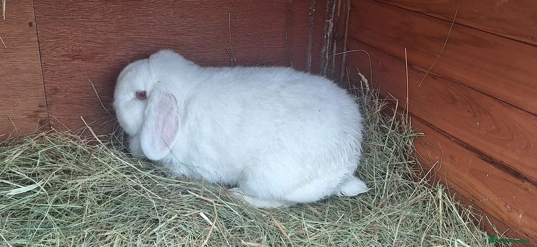 Mini Lop rabbits for sale: Mini lop REW pure breed female  in Luton - Advert 1