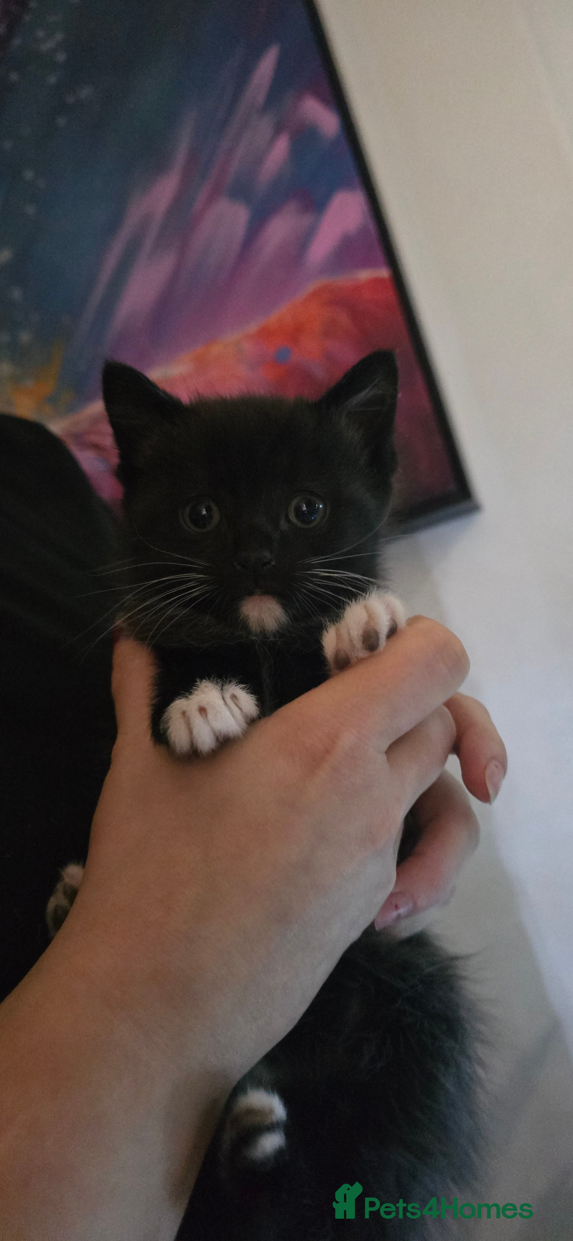 American Shorthair cats Black and white kitten - Advert 4