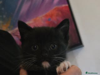 American Shorthair cats Black and white kitten - Advert 2