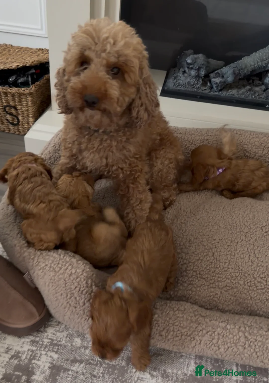 Cavapoo dogs for sale: F1 Cavapoo Puppies. 2 Boys 3 Girls 🐶🐾 - Advert 2