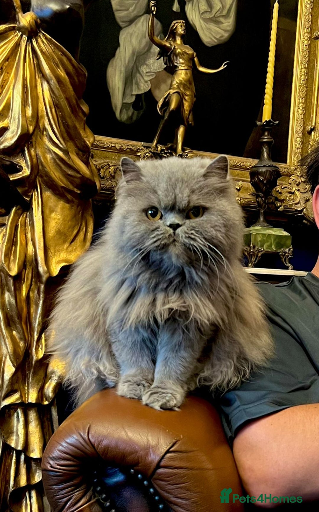 Persian cats for sale: Stunning blue Persians kittens ready to go  - Image 12