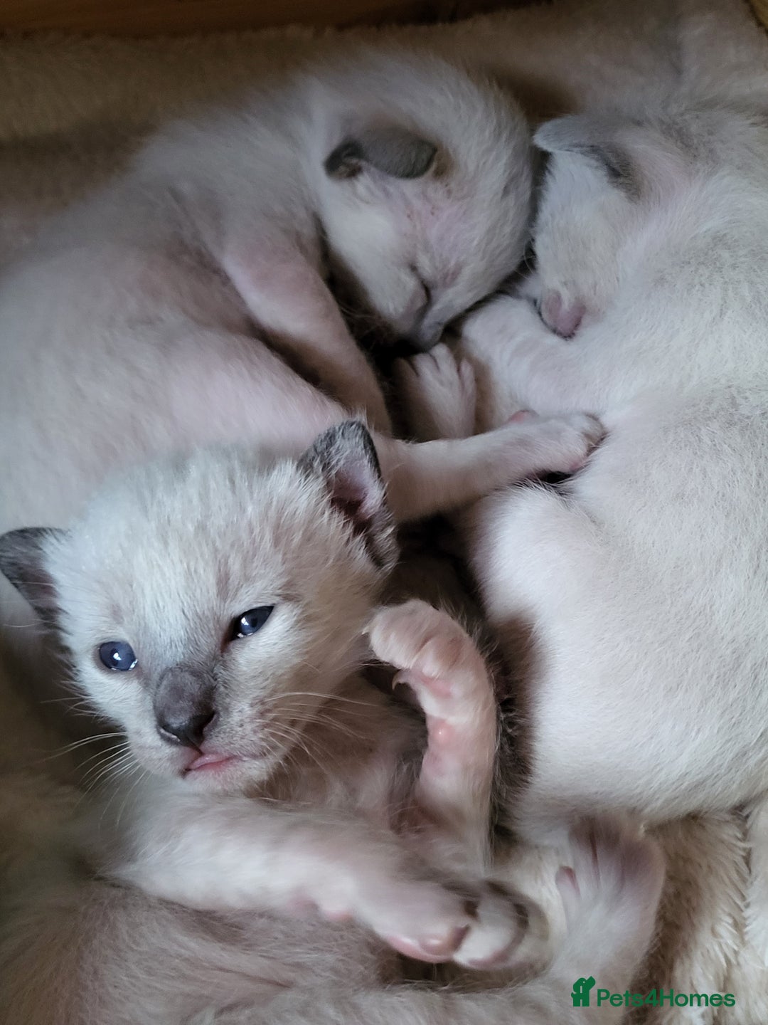 Siamese cats for sale: Old Style Siamese Kittens. Raised with love & care - Image 21