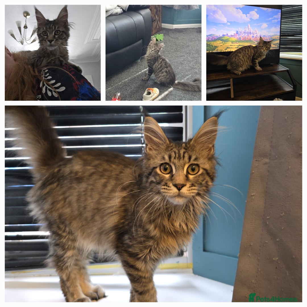 Maine Coon cats for stud: STUD ONLY  Maine Coon 9kg Russian Lines Proven - Image 19
