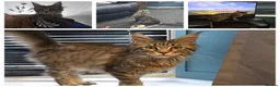 Maine Coon cats for stud: Large Black 9kg Russian Lines Maine Coon STUD - Advert 24
