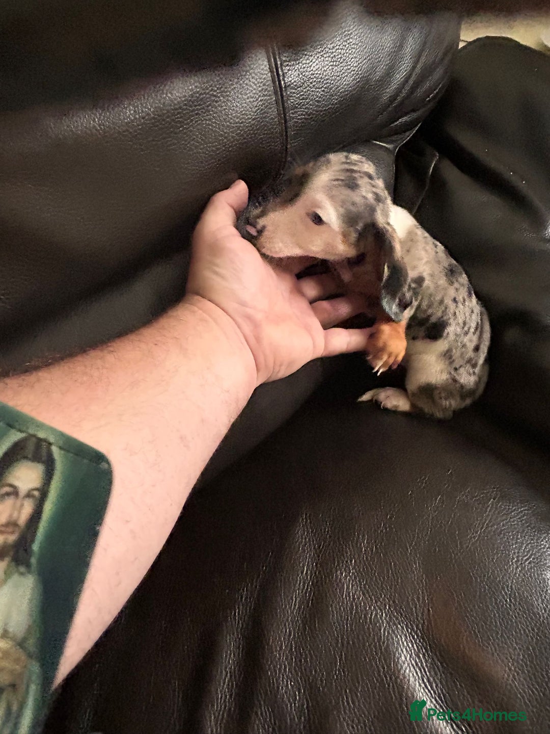 Miniature Dachshund dogs for sale: Dachshund puppies boys and girls ready now - Image 22