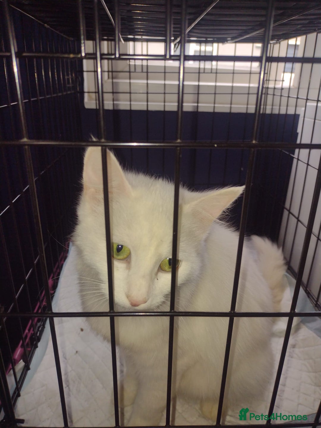 Mixed Breed cats for sale: Black and white kittens  - Advert 1