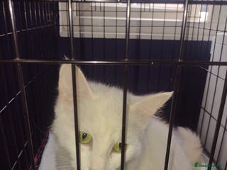 Mixed Breed cats Black and white kittens - Advert 1