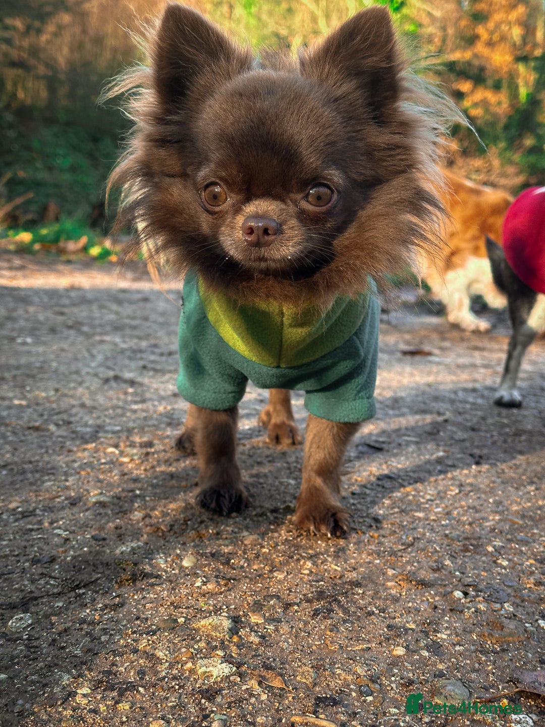 Chihuahua dogs for stud: ❤️ KC REG EXTENSIVELY HEALTH TESTED STUD ❤️ in London - Advert 17