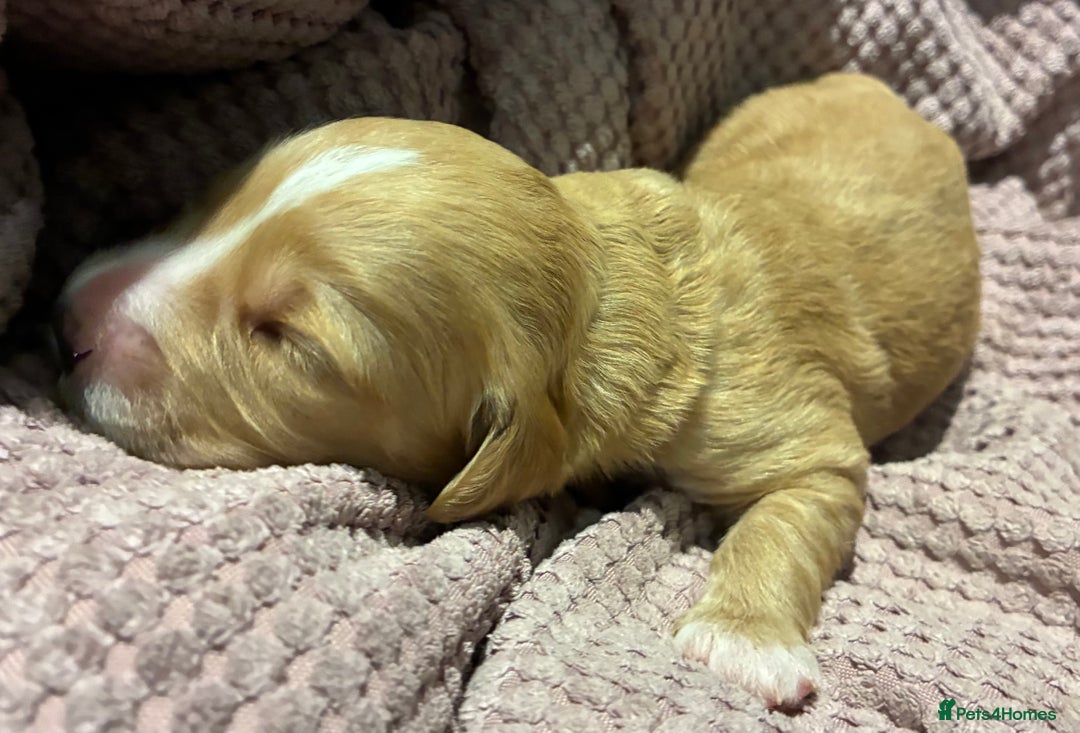 Australian Labradoodle dogs for sale: Australian Labradoodle, exceptional homes only - Advert 5