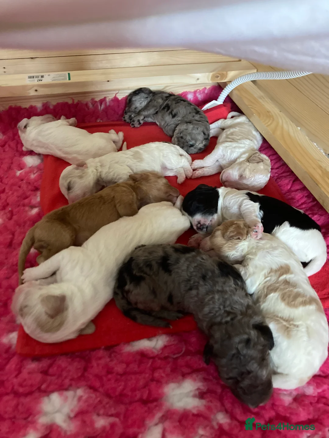 Cockapoo dogs for stud: PROVEN DNA tested Cockapoo Stud-Chocolate Merle in Stafford - Advert 33