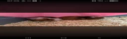 Guinea Pig rodents for sale: Guinea pigs  in Goole - Advert 1
