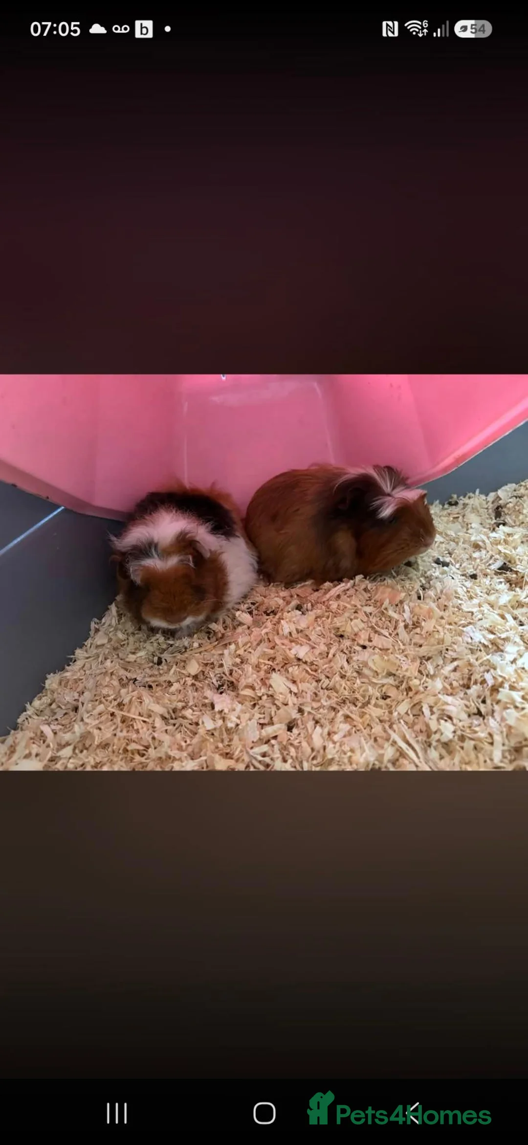 Guinea Pig rodents for sale: Guinea pigs  in Goole - Advert 1