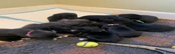Mixed Breed dogs for sale: Huntaway x Border Collie puppies - Advert 18
