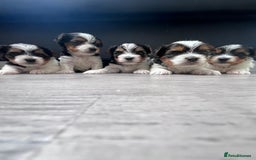 Biewer Terrier dogs for sale: 5 Adorable Purebred Biewer Terriers - Image 2