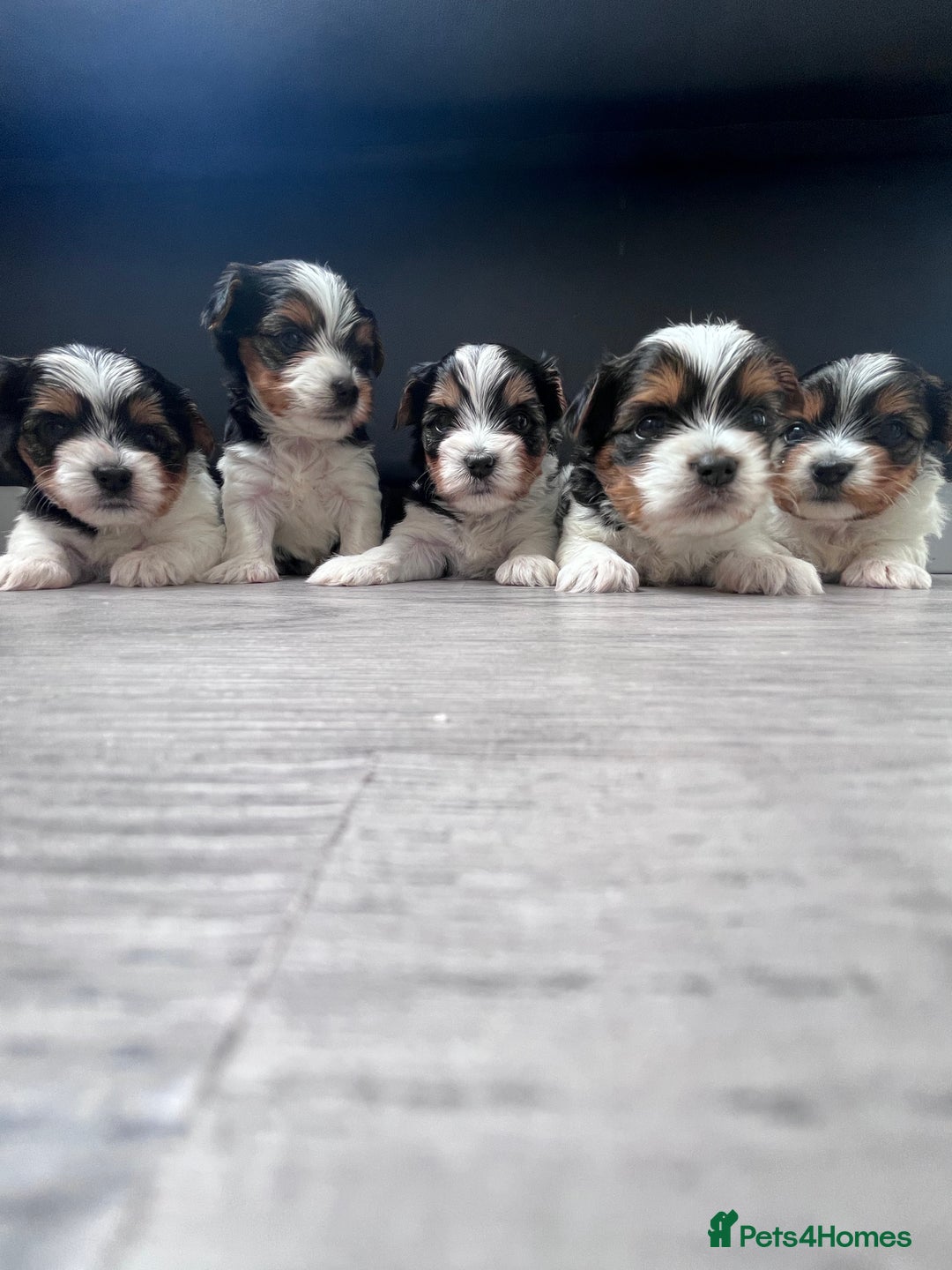 Biewer Terrier dogs for sale: 5 Adorable Purebred Biewer Terriers - Image 2