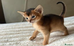 Abyssinian cats for sale: GCCF registered beautiful Abyssinian kittens  - Image 9