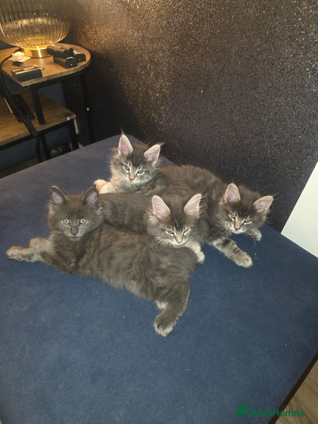 Maine Coon cats for sale: Maine Coon kittens  - Advert 1