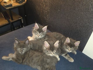 Maine Coon cats for sale: Maine Coon kittens - Advert 1