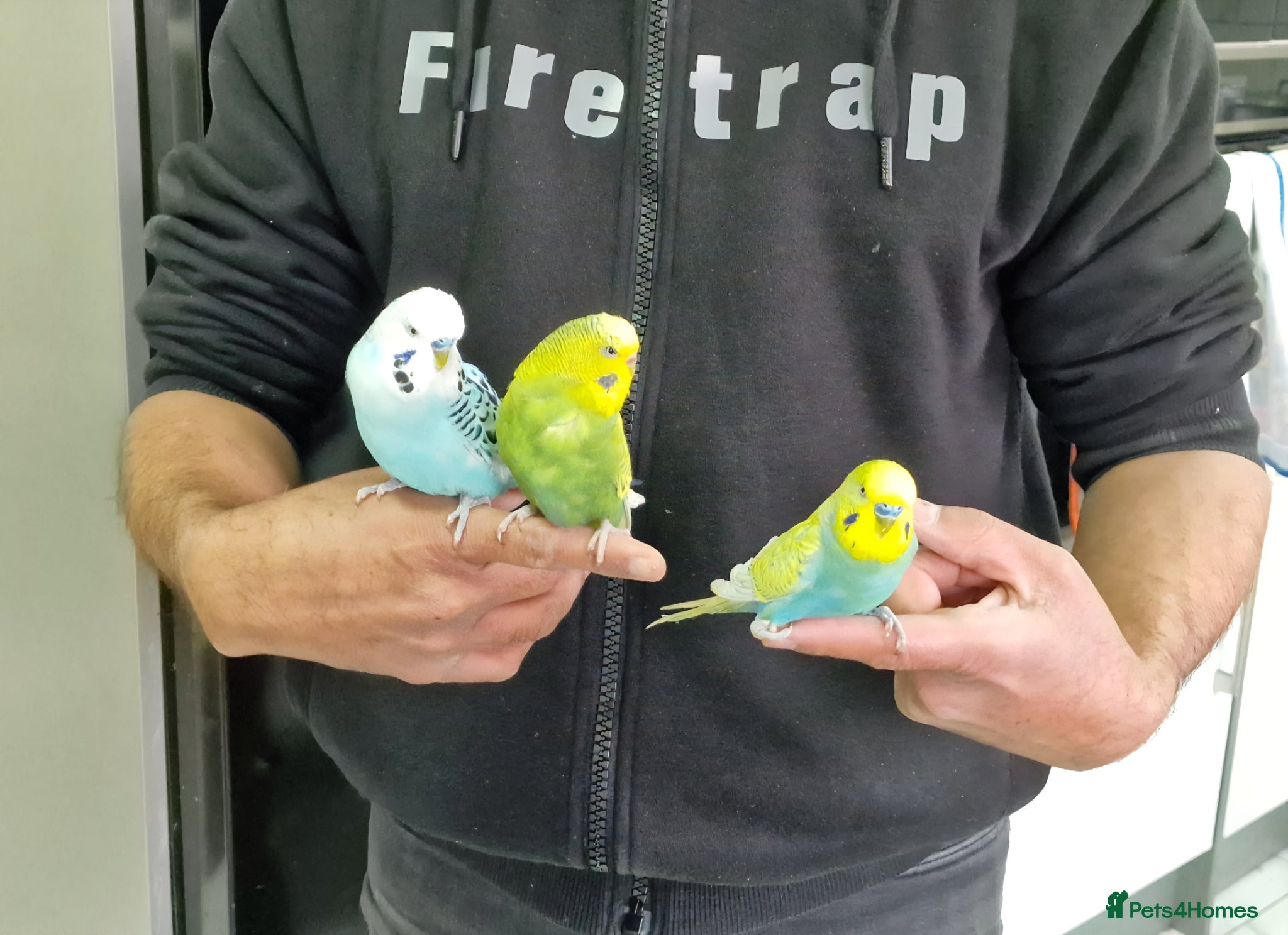 Budgerigars birds Super Silly hand tamed budgies  - Advert 13