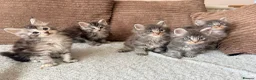 Maine Coon cats for sale: Tica registered mainecoon kittens ready to view - Advert 6
