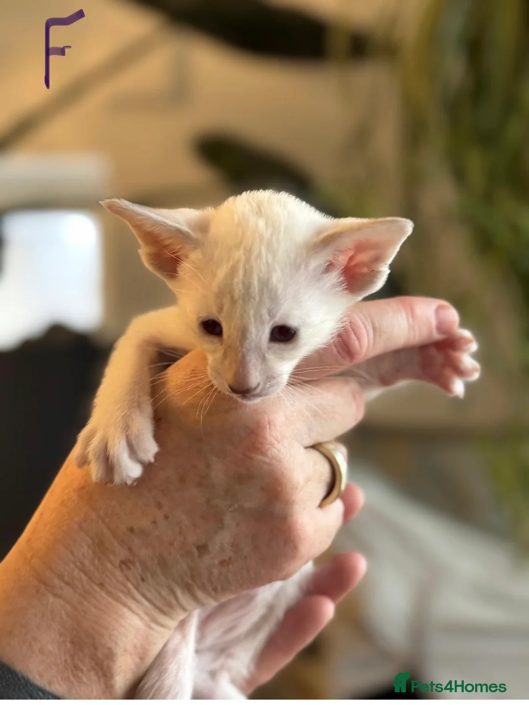 Siamese cats for sale: Stunning Oriental and Siamese kittens - Advert 3