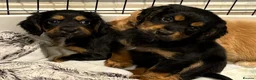 Cocker Spaniel dogs for sale: Beautiful working cocker spaniels  - Advert 6