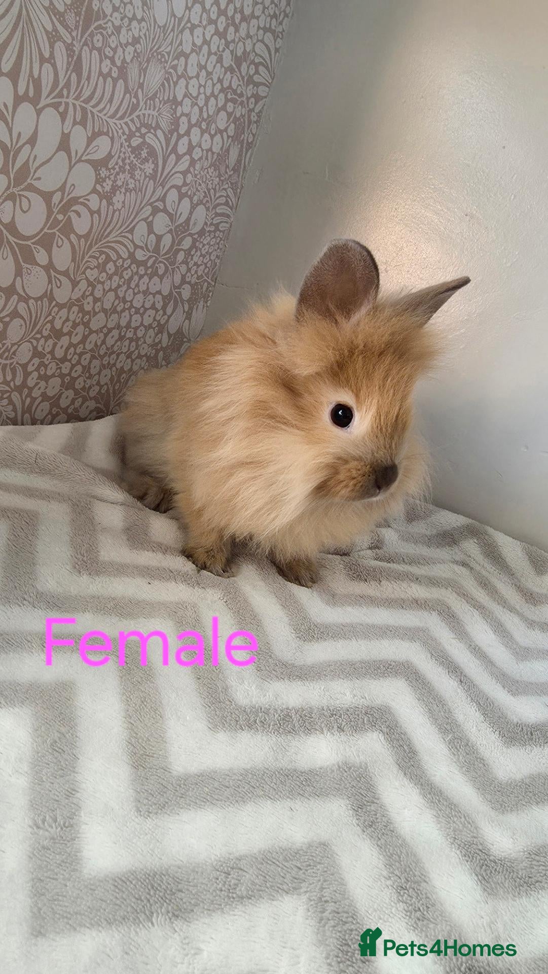 Lionhead rabbits Lion head rabbits - Advert 12