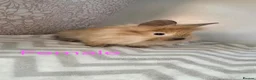Lionhead rabbits for sale: Lion head rabbits - Advert 3