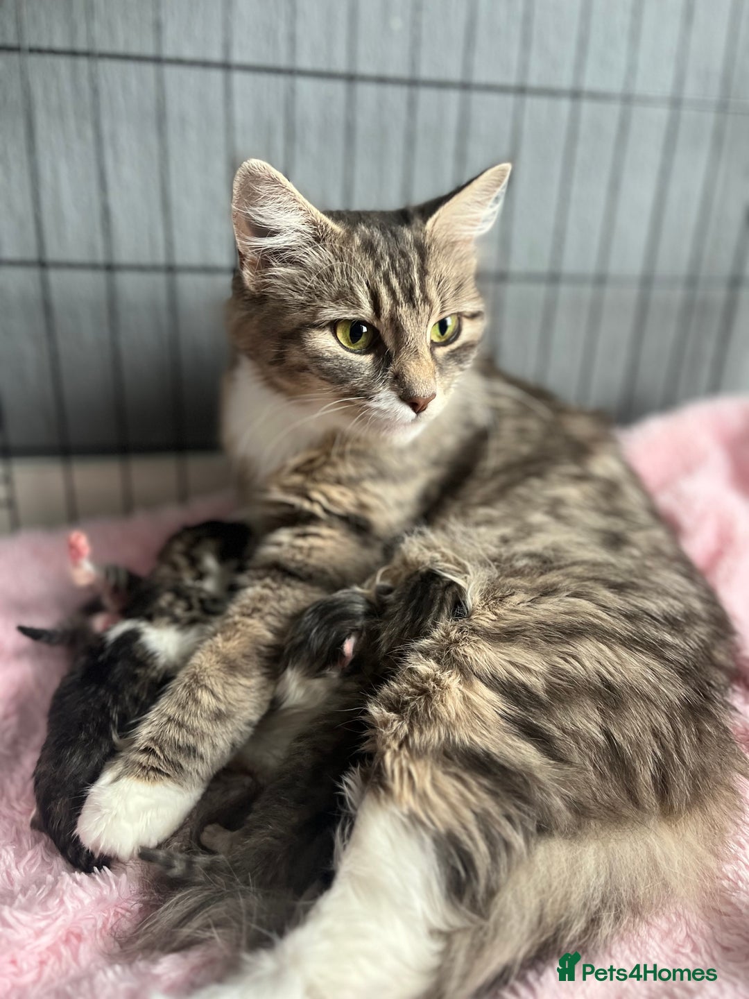 Siberian cats for sale: Four fluffy hyperallergenic kittens - Image 7