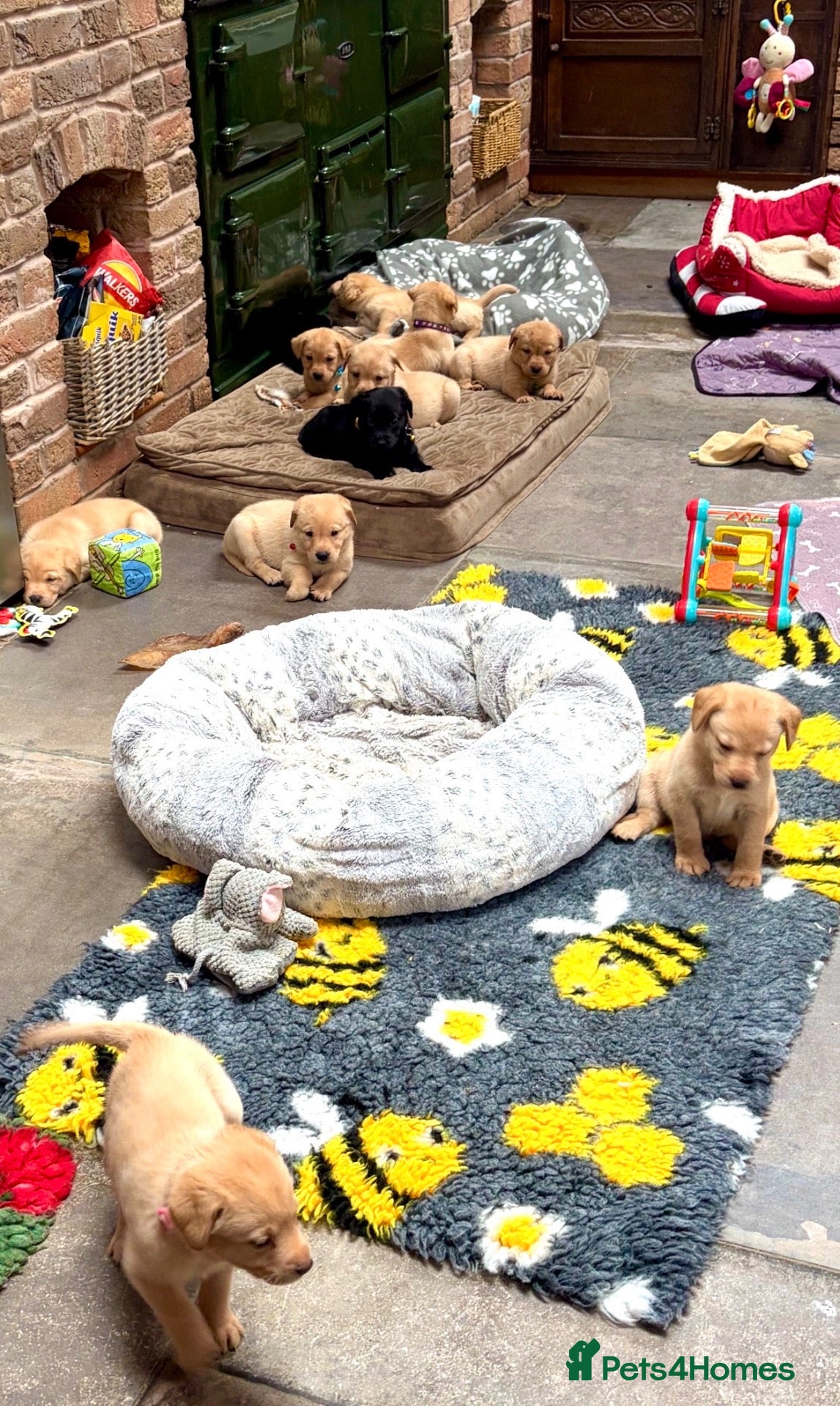 Labrador Retriever dogs Come and choose your baby🐾 Pedigree KC Reg labs❤️ - Advert 10
