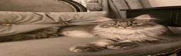 Maine Coon cats for sale: 3 beautiful maincoon kittens , - Advert 1