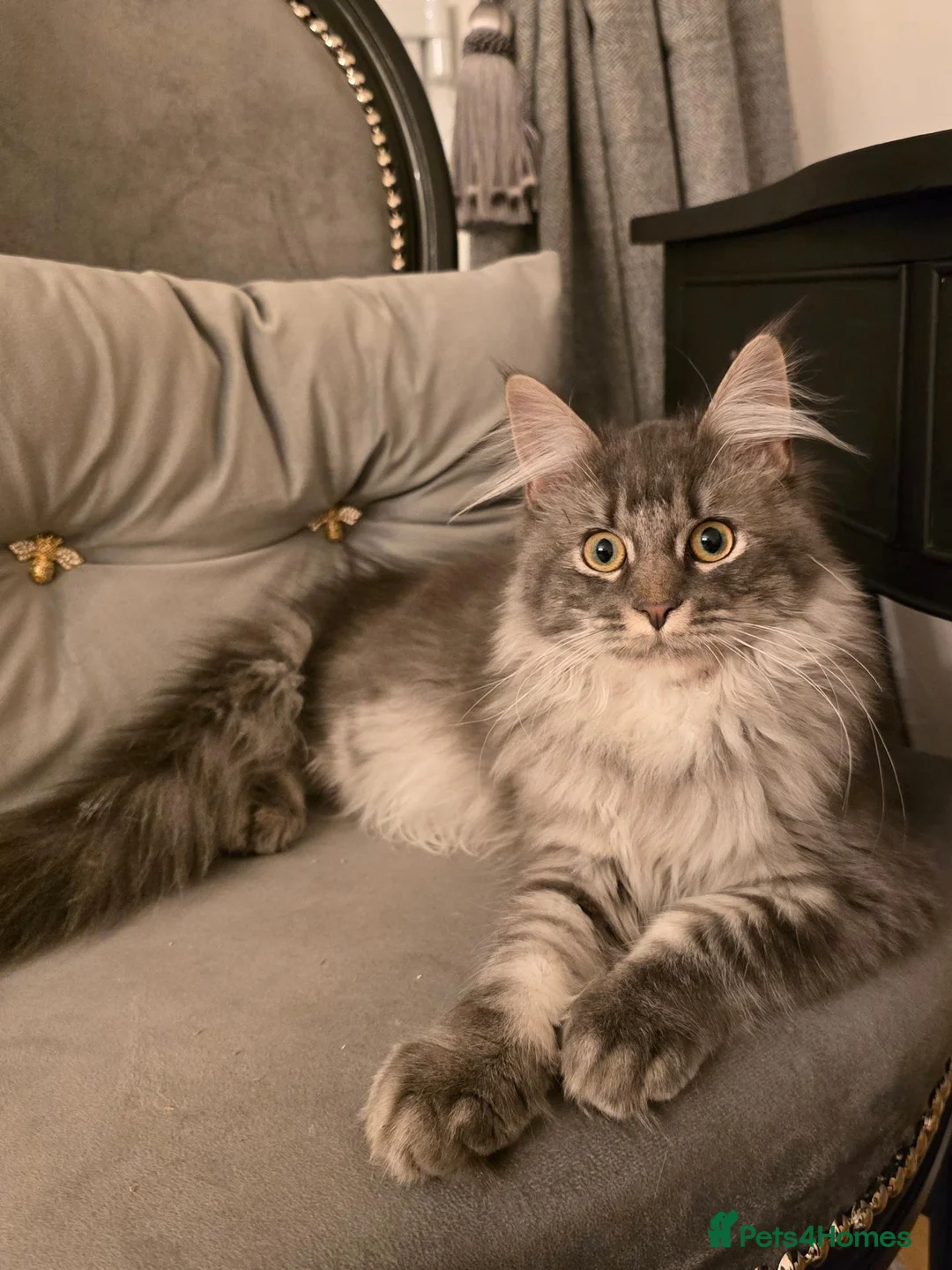 Maine Coon cats for sale: 3 beautiful maincoon kittens , - Advert 1