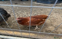 Mixed Breed livestock for sale: Point of lays  - Image 2