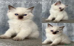 Ragdoll cats for stud: PROVEN GCCF Active Ragdoll Stud Dilute Lilac Genes in Manchester - Image 18