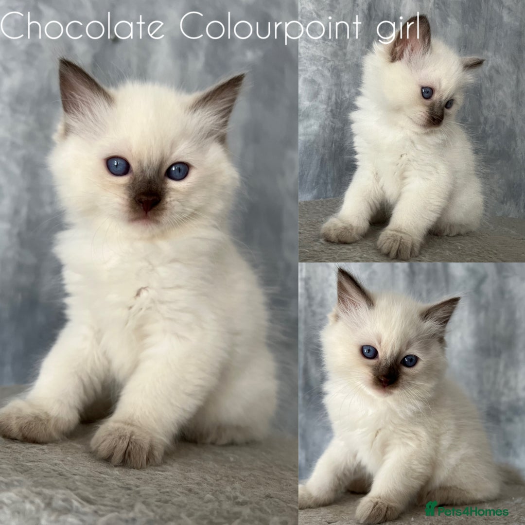 Ragdoll cats for stud: PROVEN GCCF Active Ragdoll Stud Dilute Lilac Genes in Manchester - Image 18